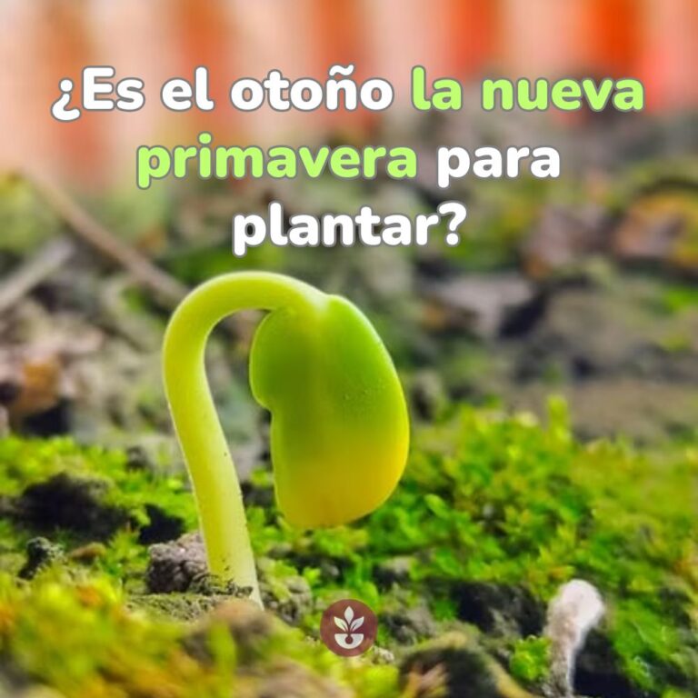 otoño es la nueva primavera para plantar