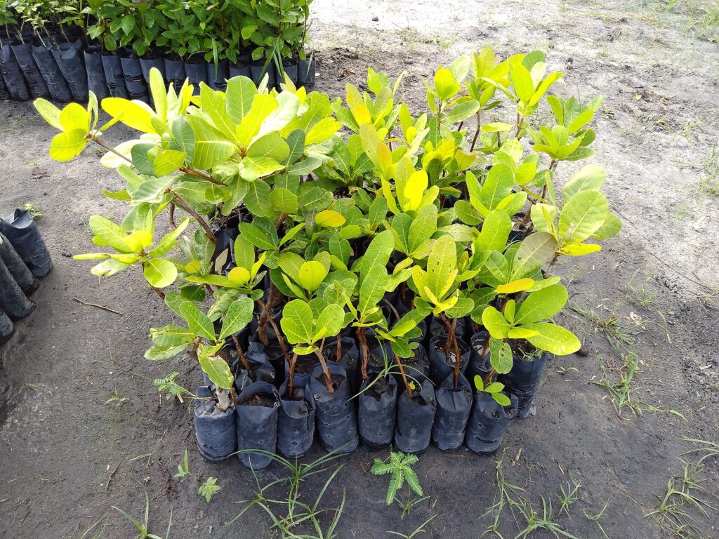 plantas pequeñas de anacardos
