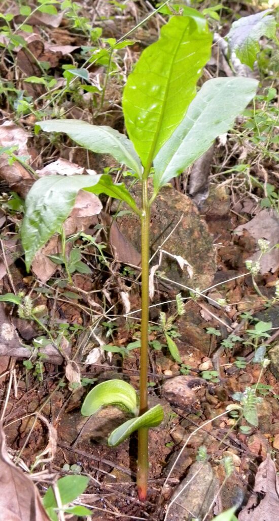 plantula crecida de caju