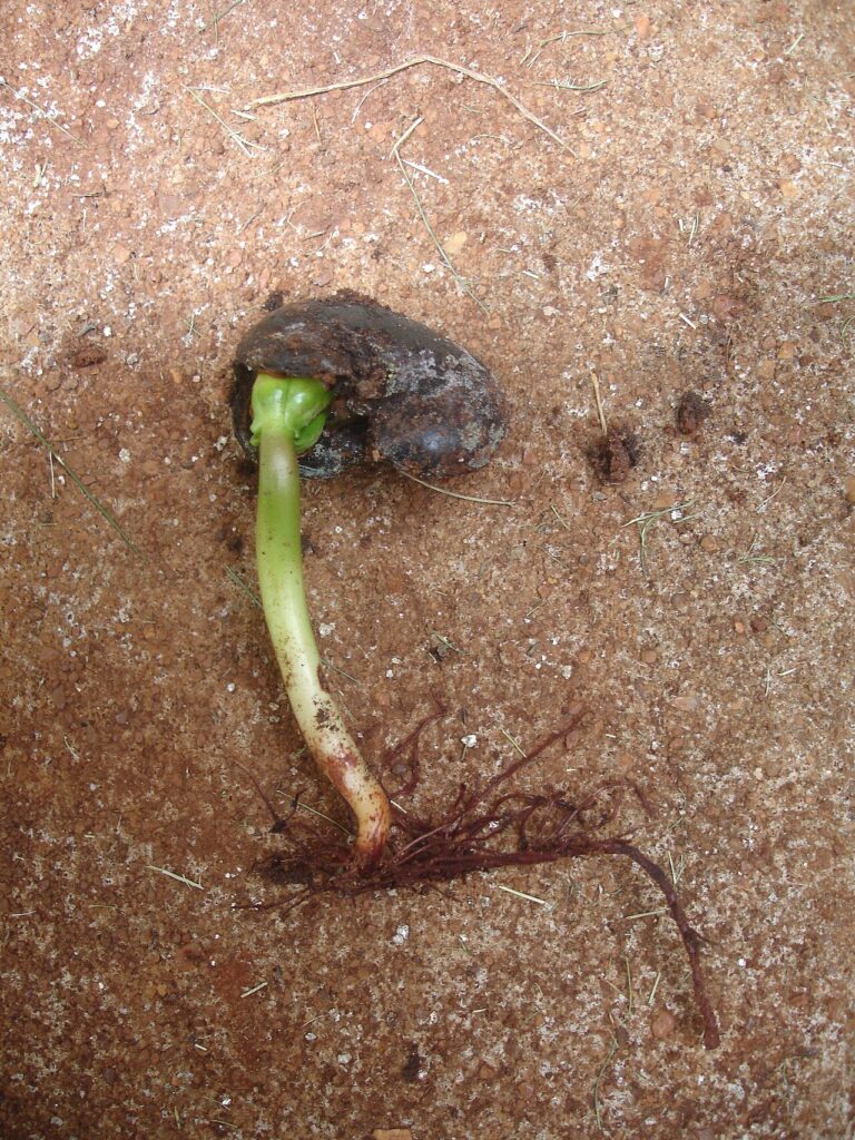 plantula de anacardo