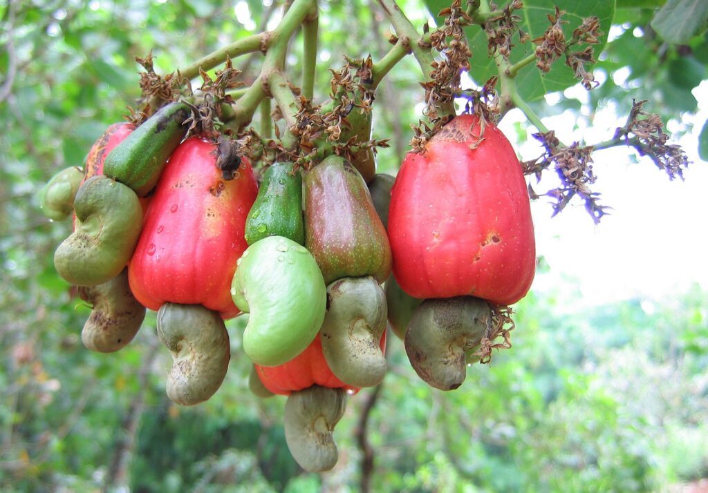 grupo de frutos de anacardos en el arbol
