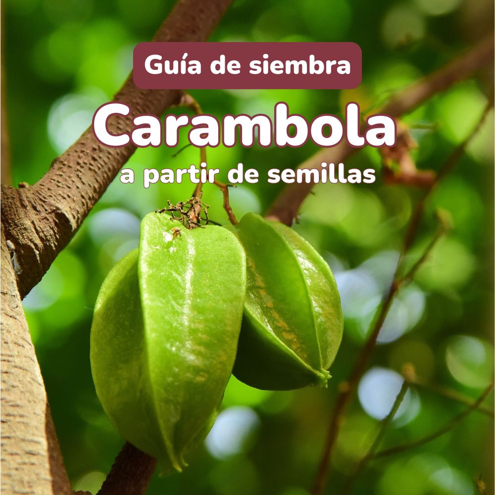 como sembrar semillas de carambola