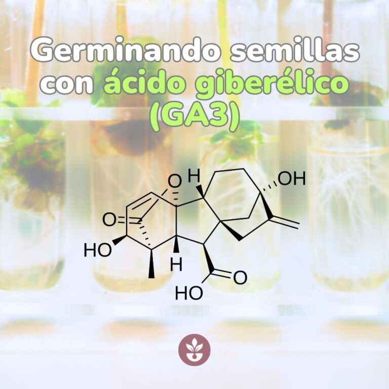 germinando semillas con ácido gibelérico (ga3)
