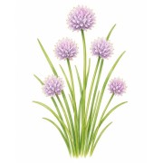 Cebollino