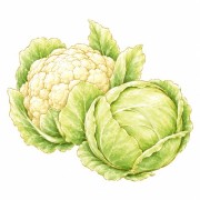 Coliflores y coles