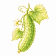 Pepinos