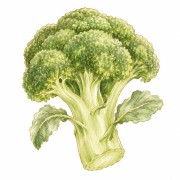 Brócoli