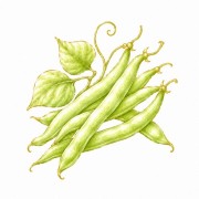 Judías