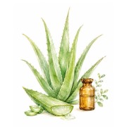Semillas de plantas medicinales