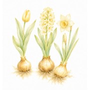Semillas de Plantas Bulbosas