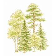 Árboles