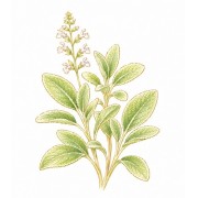 Aromáticas