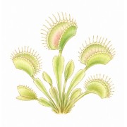 Carnívoras
