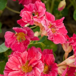 Capuchina 'Cherry Rose'
