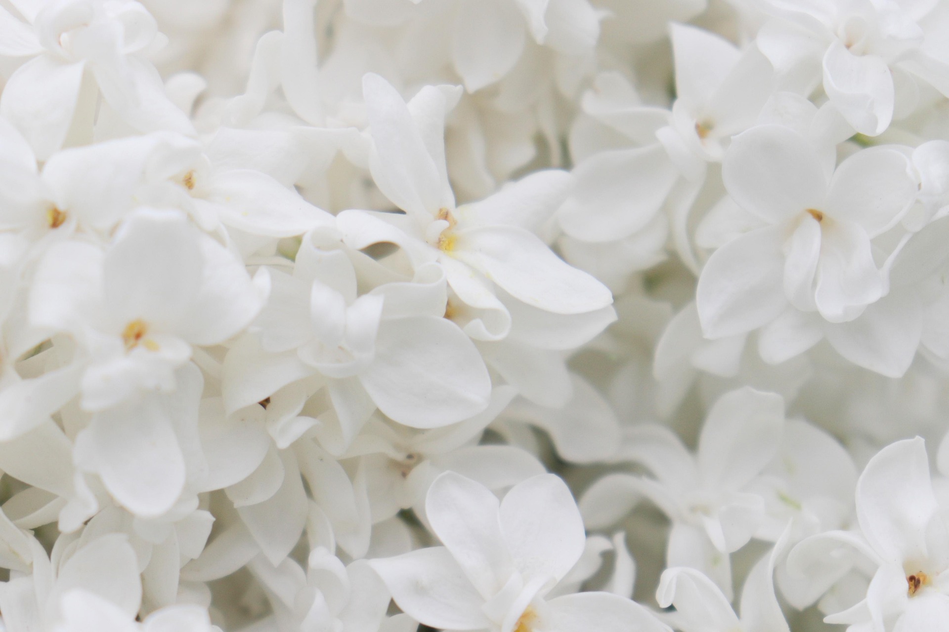 Flores blancas