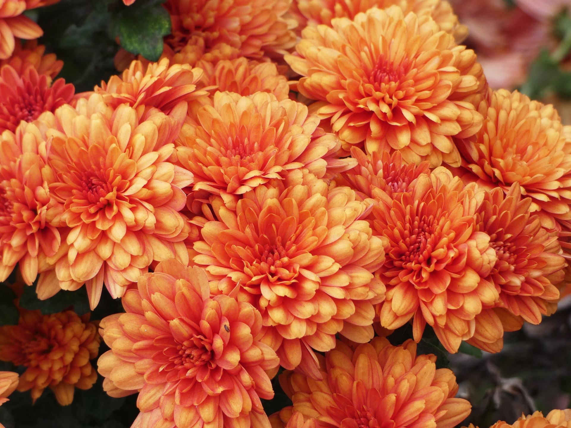 Flores naranjas