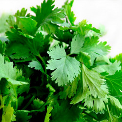 Cilantro